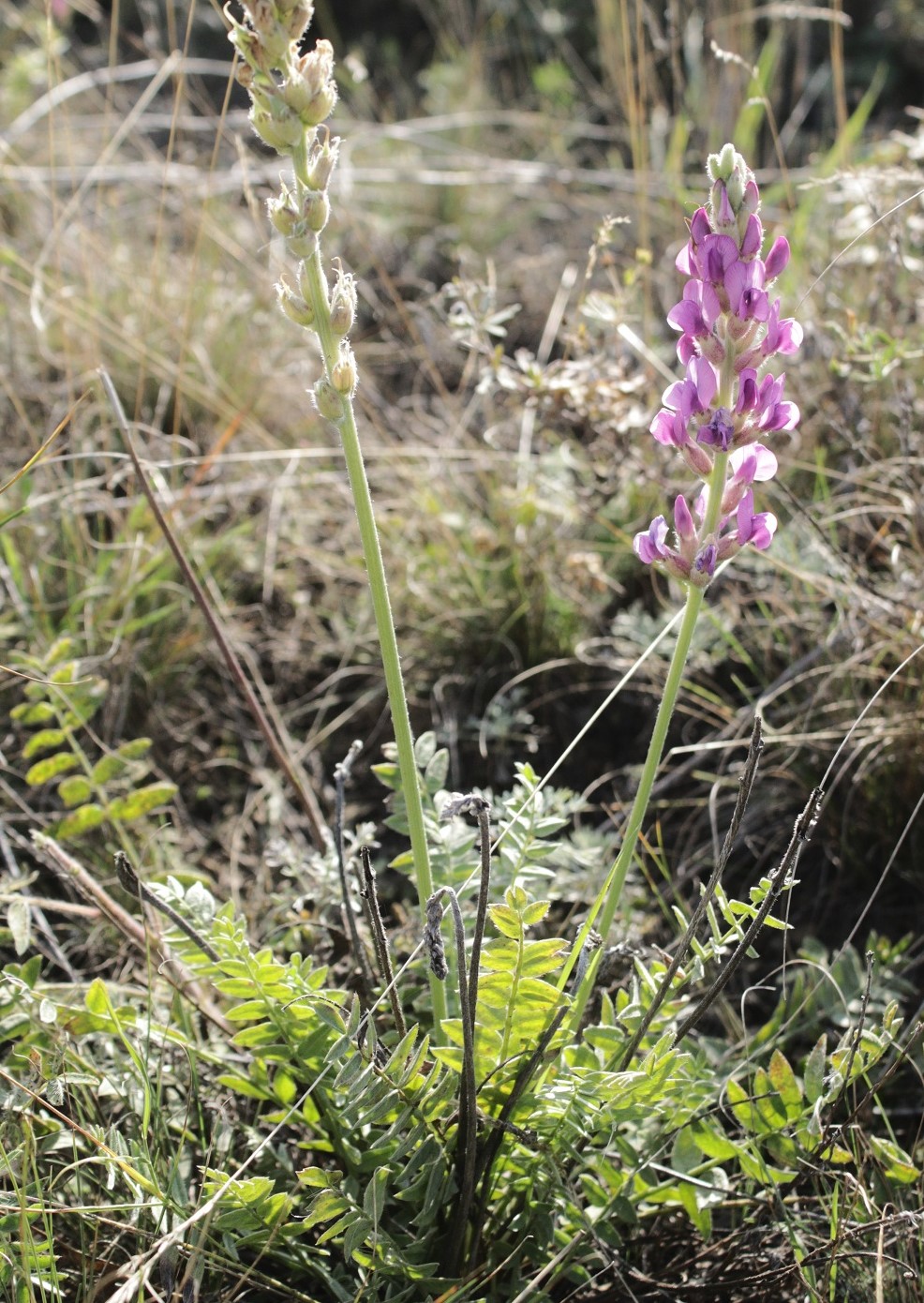 Изображение особи Oxytropis kasakorum.