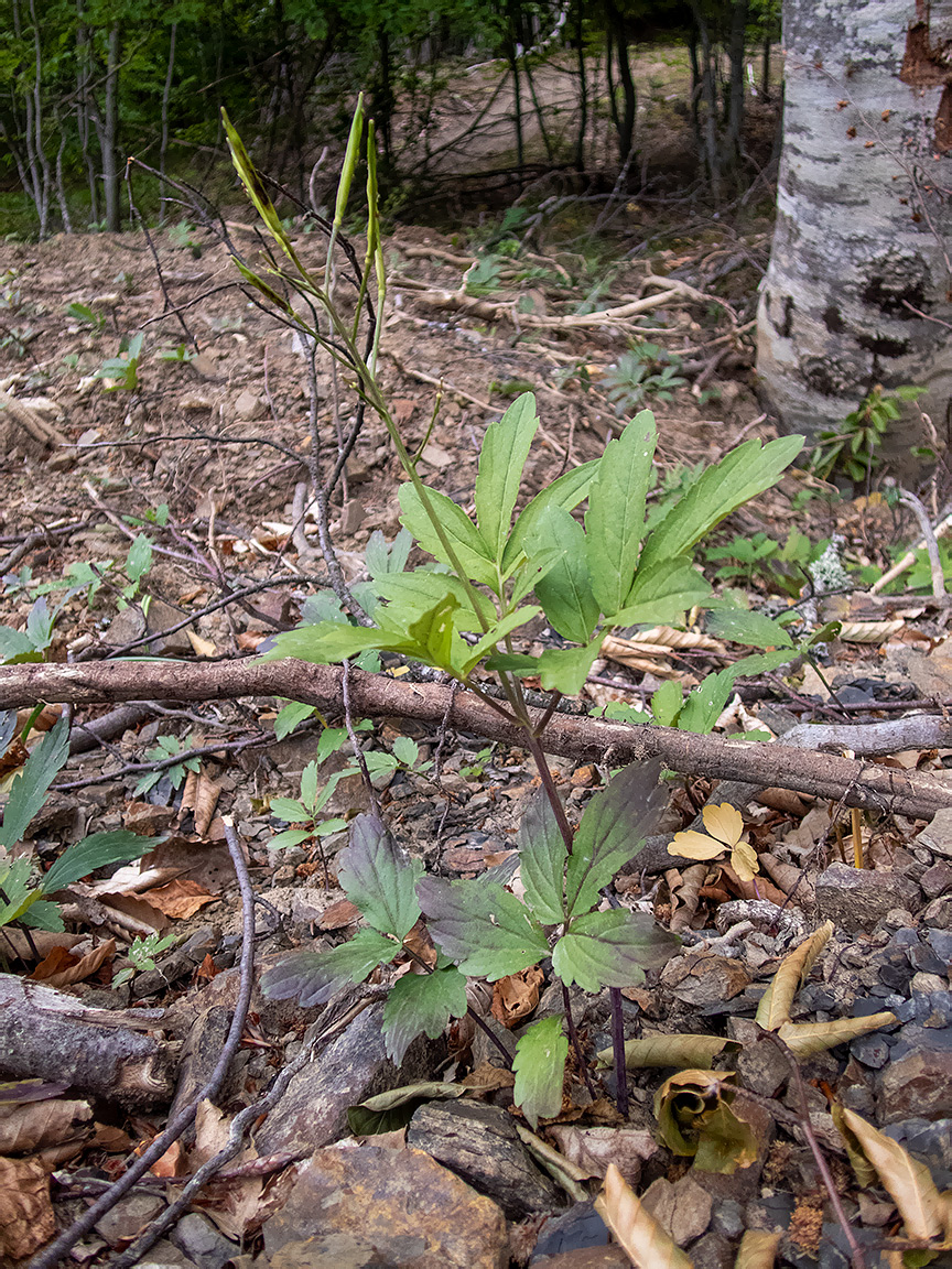 Image of Cardamine quinquefolia specimen.