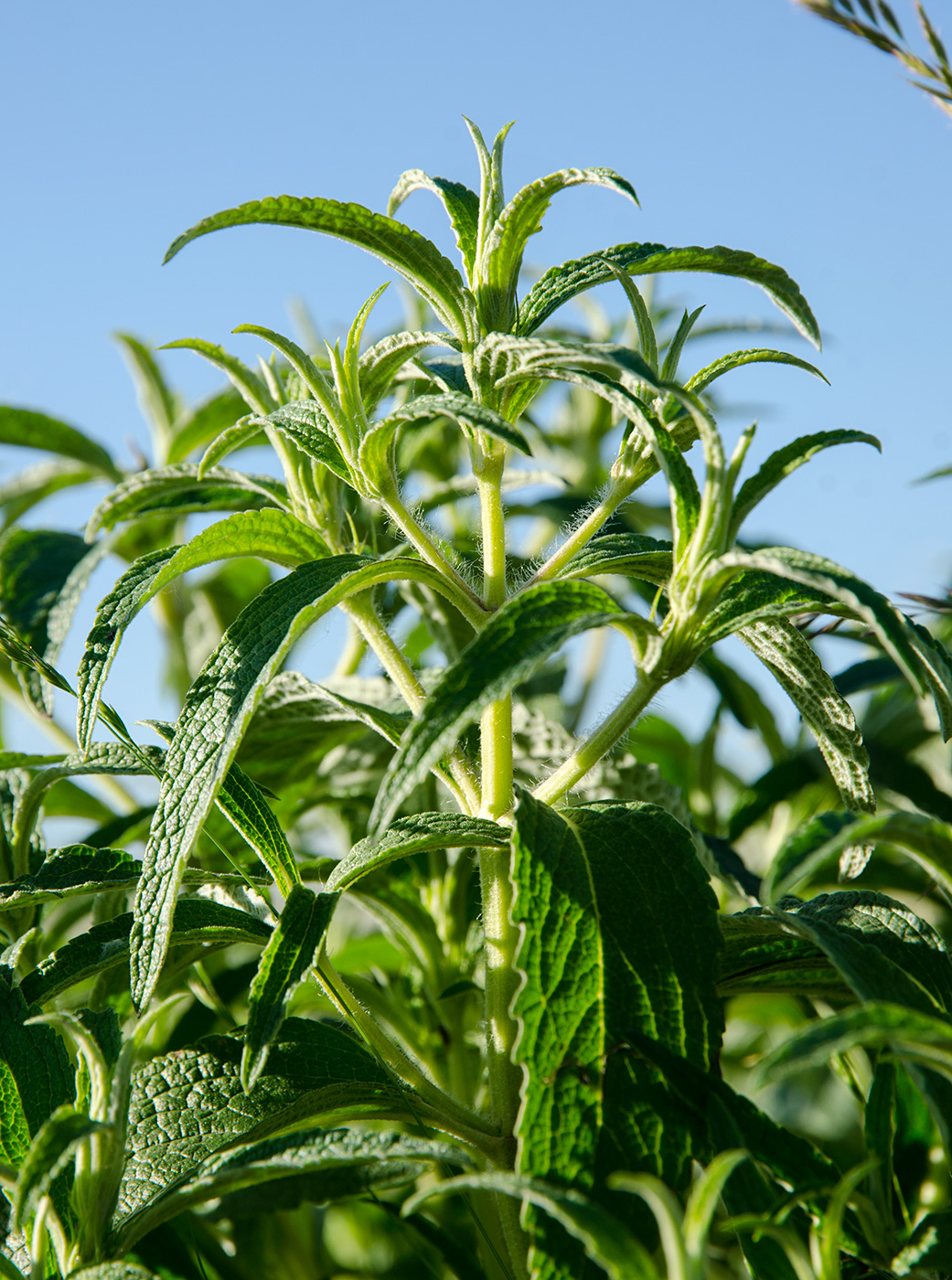 Image of Phlomis pungens specimen.