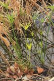 Cyperus alternifolius