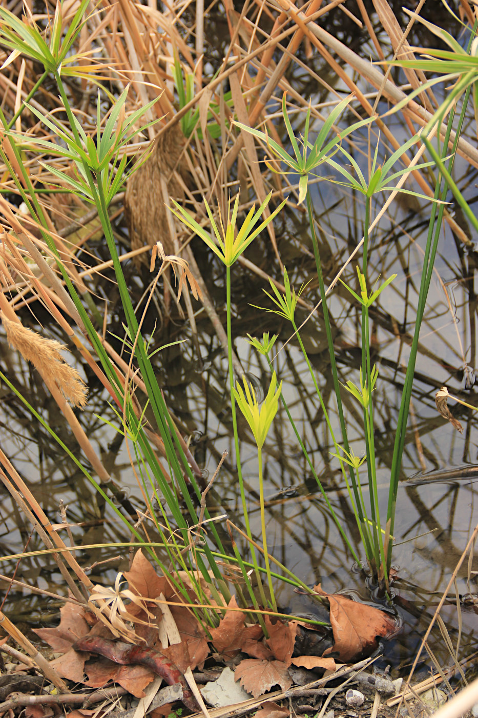 Изображение особи Cyperus alternifolius.