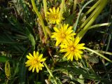 Taraxacum bessarabicum