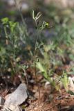 View full-size image Trigonella striata