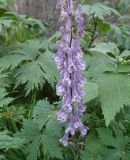 View full-size image Aconitum leucostomum