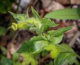 Смотреть изображение Melandrium latifolium