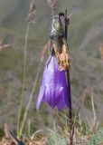 View full-size image Campanula collina