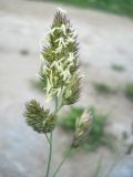 Dactylis glomerata