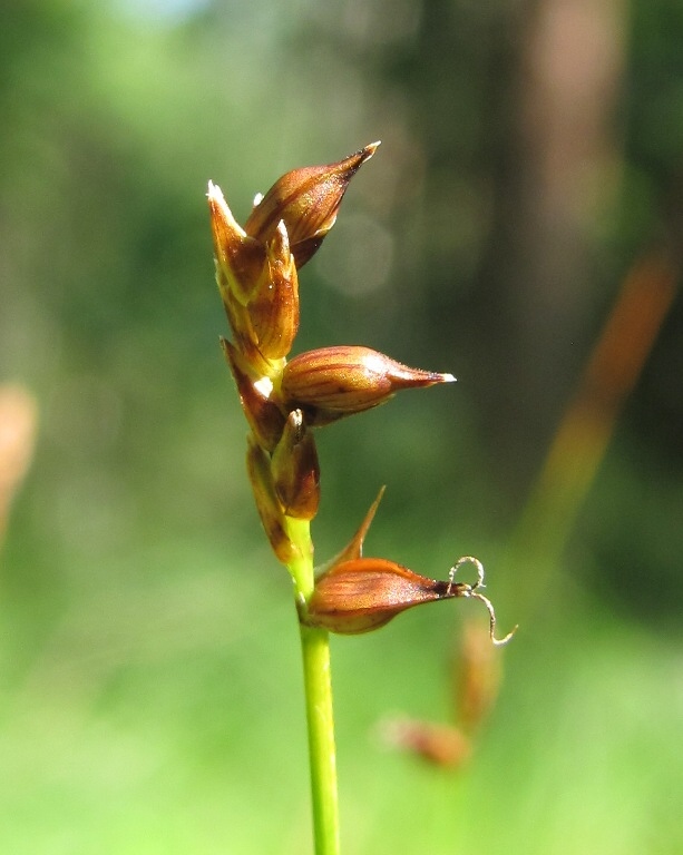 Image of Carex dioica specimen.