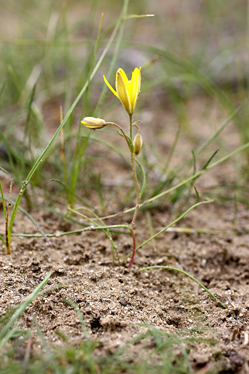 Image of Gagea stipitata specimen.