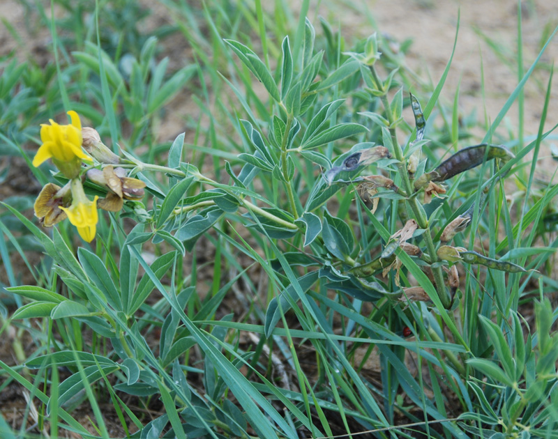 Image of genus Thermopsis specimen.