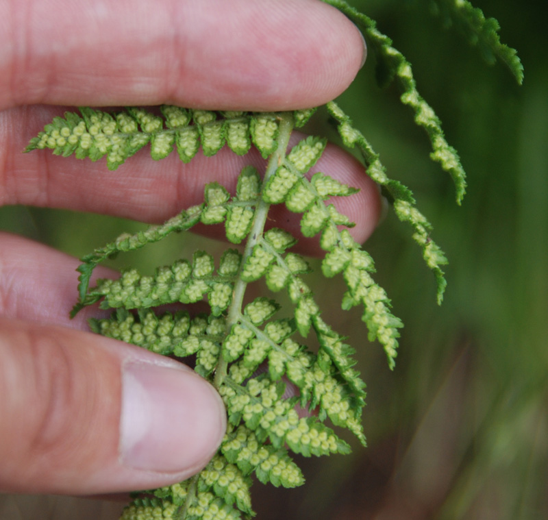 Image of Dryopteris mindshelkensis specimen.