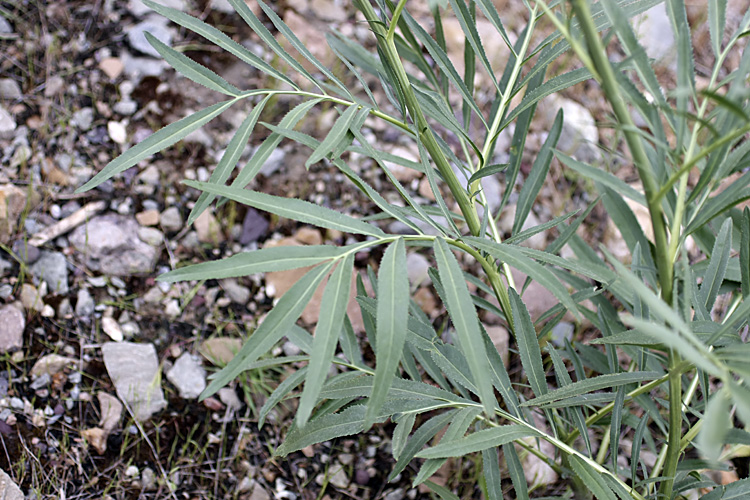 Image of Rhaponticoides gontscharovii specimen.