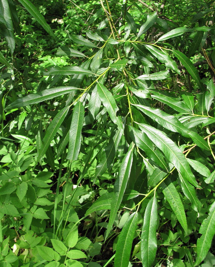 Image of Salix gmelinii specimen.