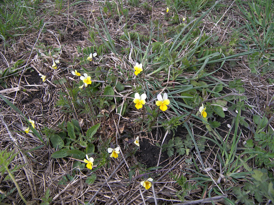 Изображение особи Viola arvensis.