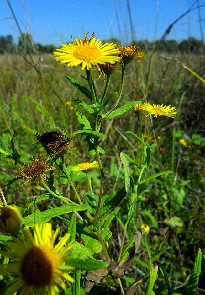 Изображение особи Inula britannica.