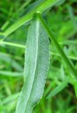 Achillea cartilaginea