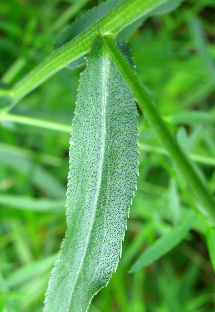 Image of Achillea cartilaginea specimen.