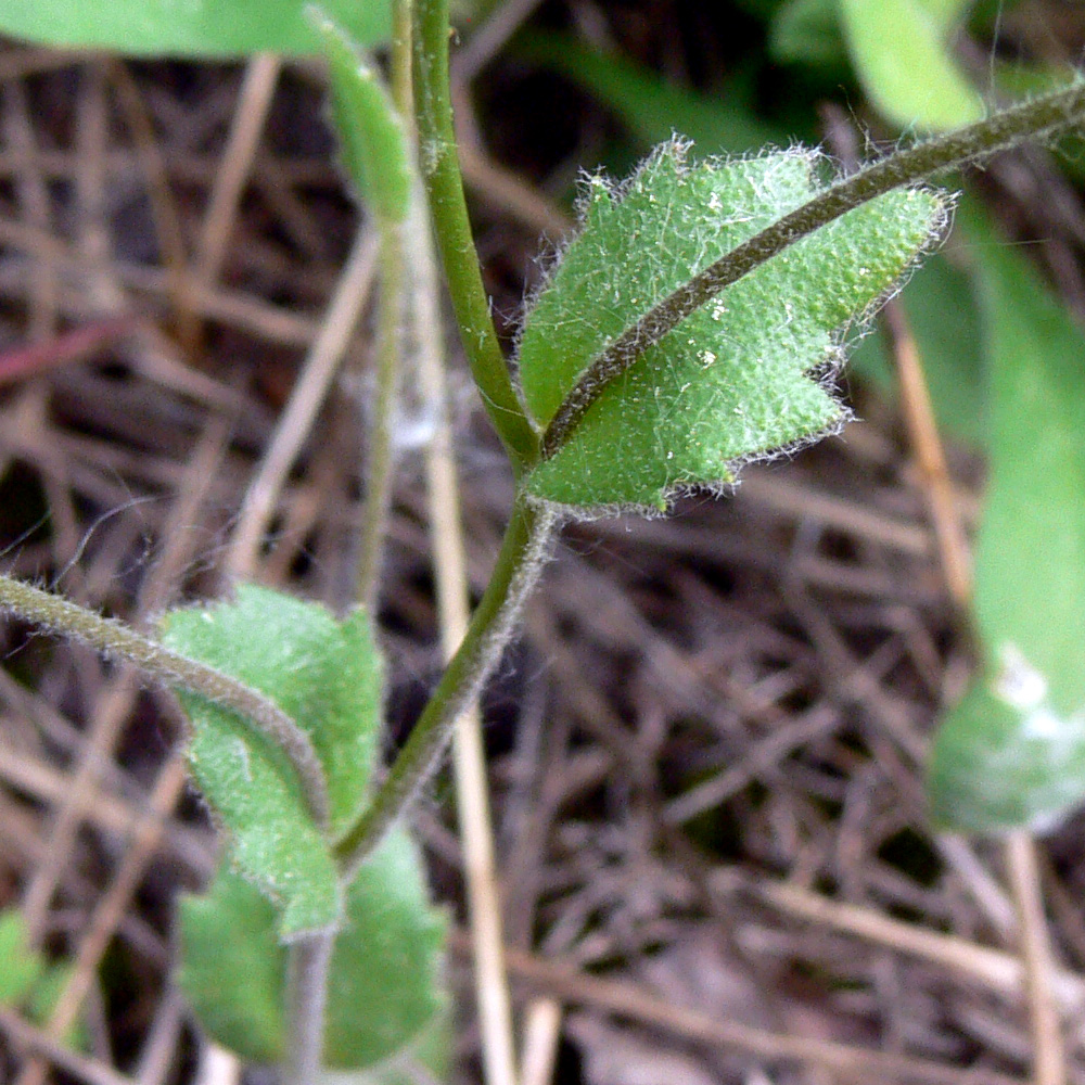 Image of Draba nemorosa specimen.