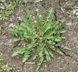 род Taraxacum. Зацветающее растение. Север Кубани, станица Шкуринская, придворовая территория. 23.04.2012.