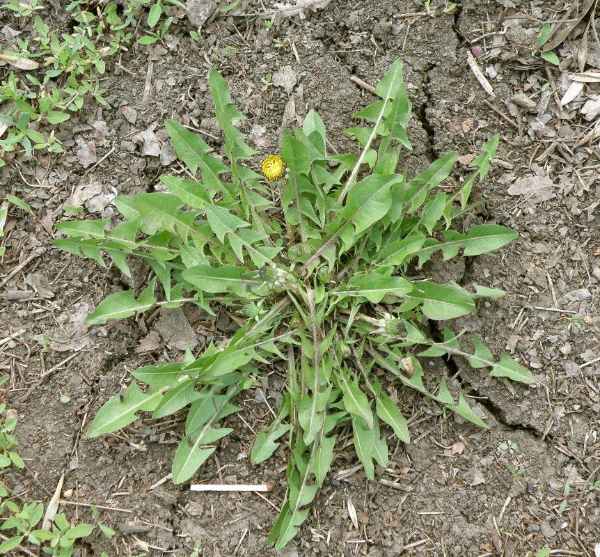 Image of genus Taraxacum specimen.