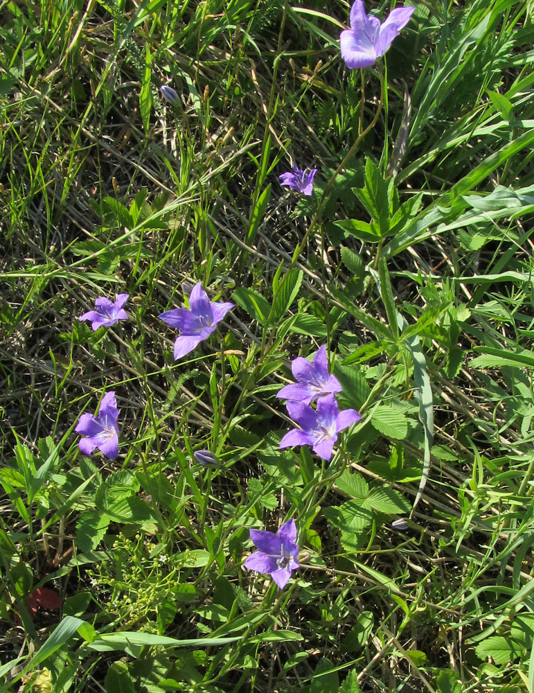 Изображение особи Campanula altaica.