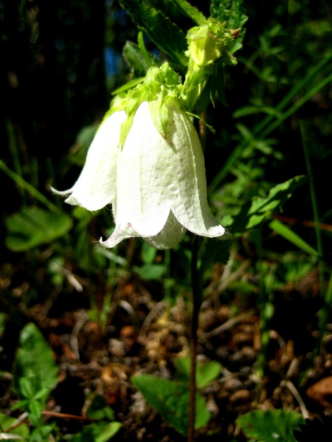 Изображение особи Campanula punctata.