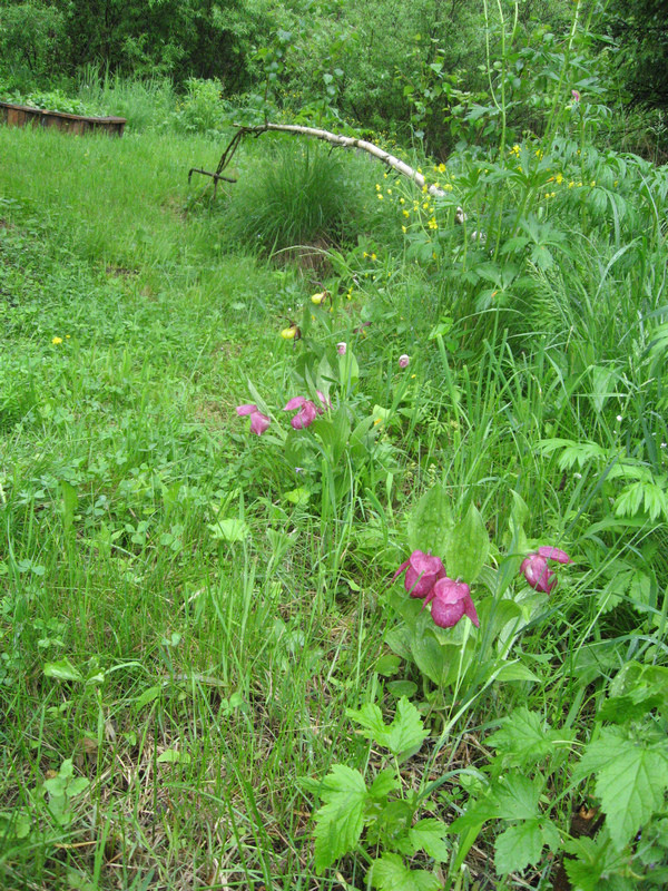 Image of Cypripedium macranthos specimen.