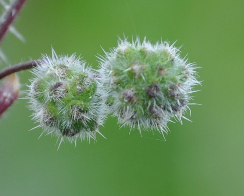 Image of Urtica pilulifera specimen.