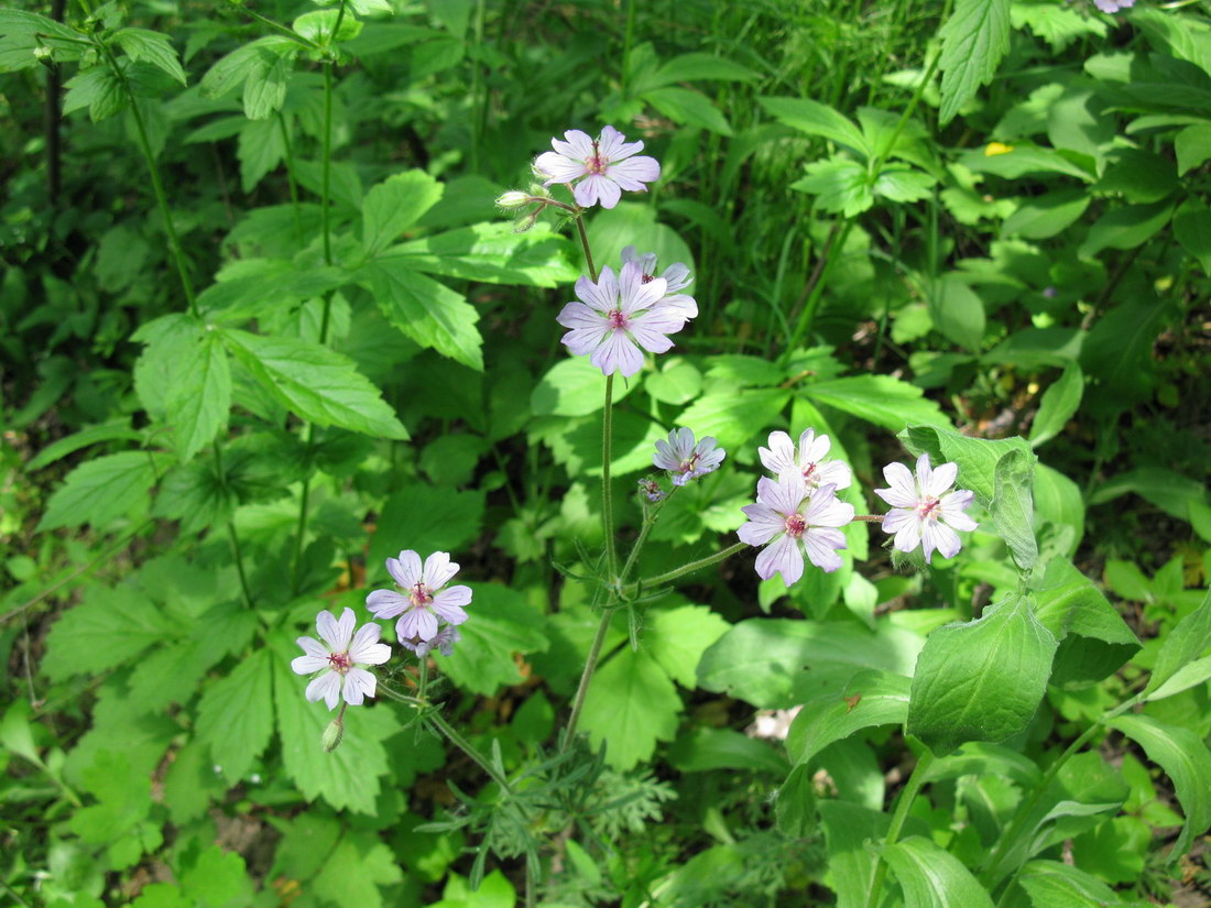 Изображение особи Geranium linearilobum.