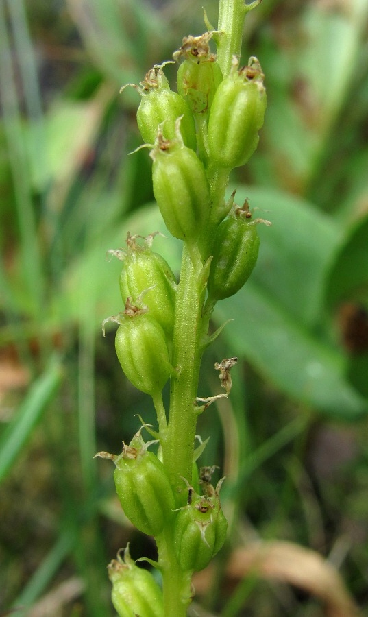 Image of Malaxis monophyllos specimen.