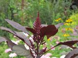 Amaranthus hypochondriacus