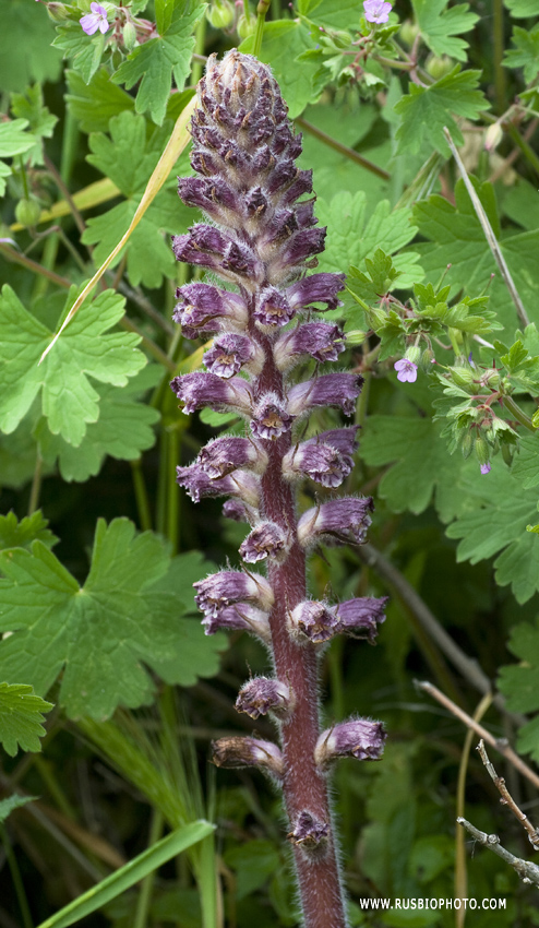 Image of Orobanche pubescens specimen.