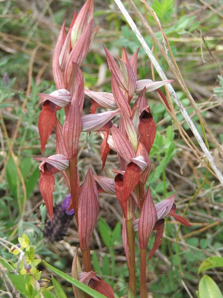 Image of Serapias orientalis ssp. levantina specimen.