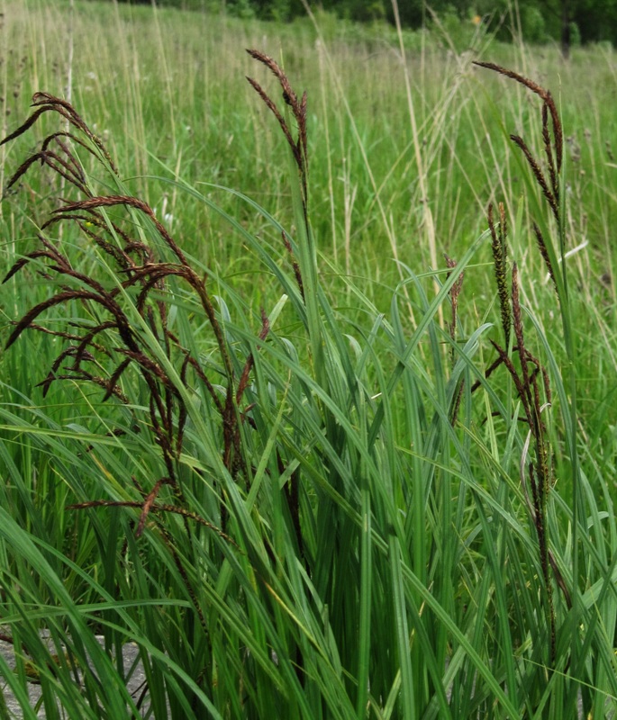 Изображение особи Carex acuta.