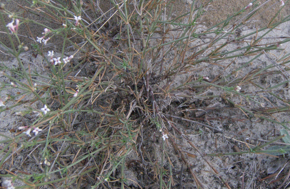 Image of genus Asperula specimen.