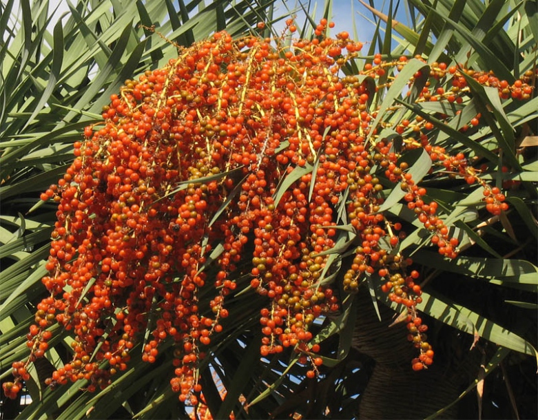 Image of Dracaena draco specimen.