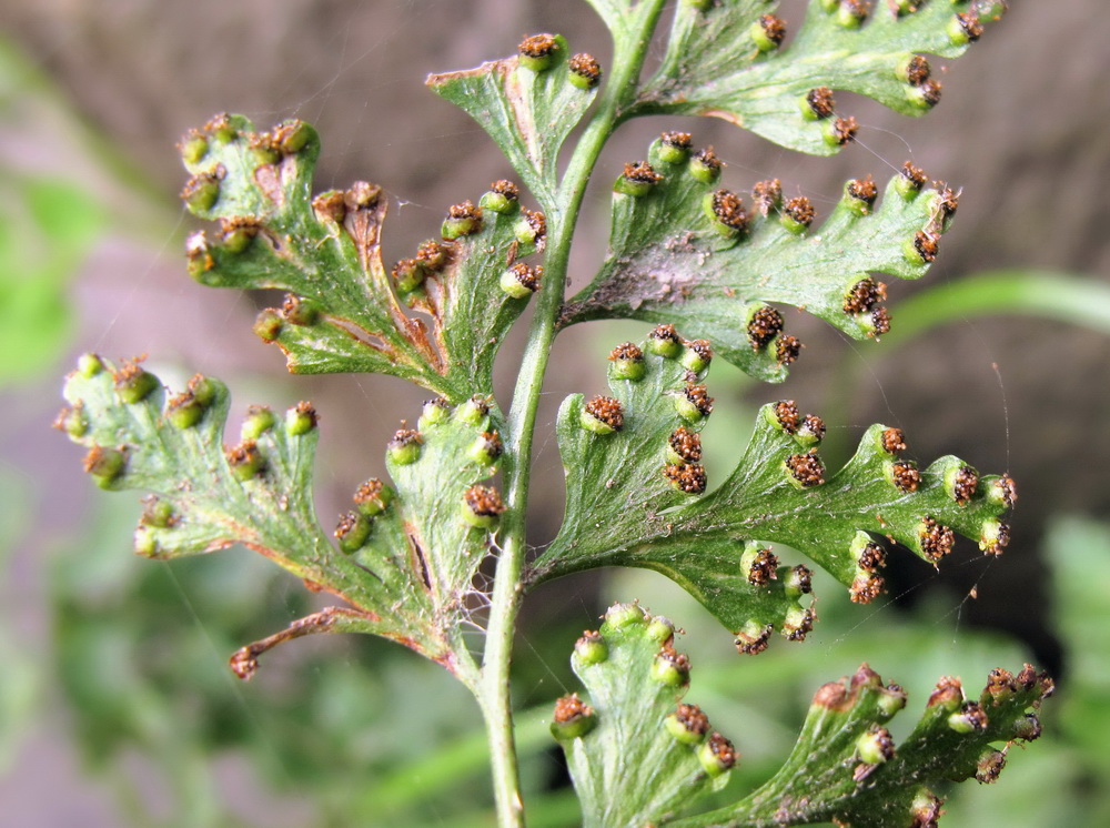 Image of Dennstaedtia wilfordii specimen.