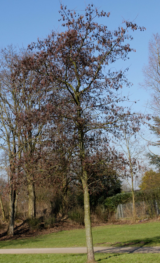 Изображение особи Alnus glutinosa.