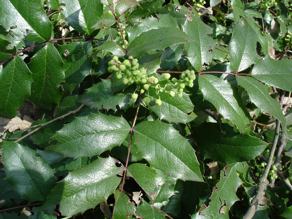 Image of Mahonia aquifolium specimen.