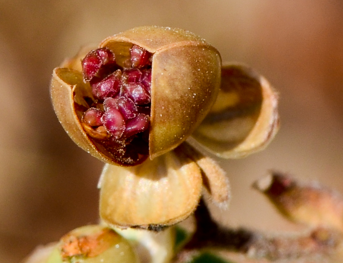 Image of Helianthemum salicifolium specimen.