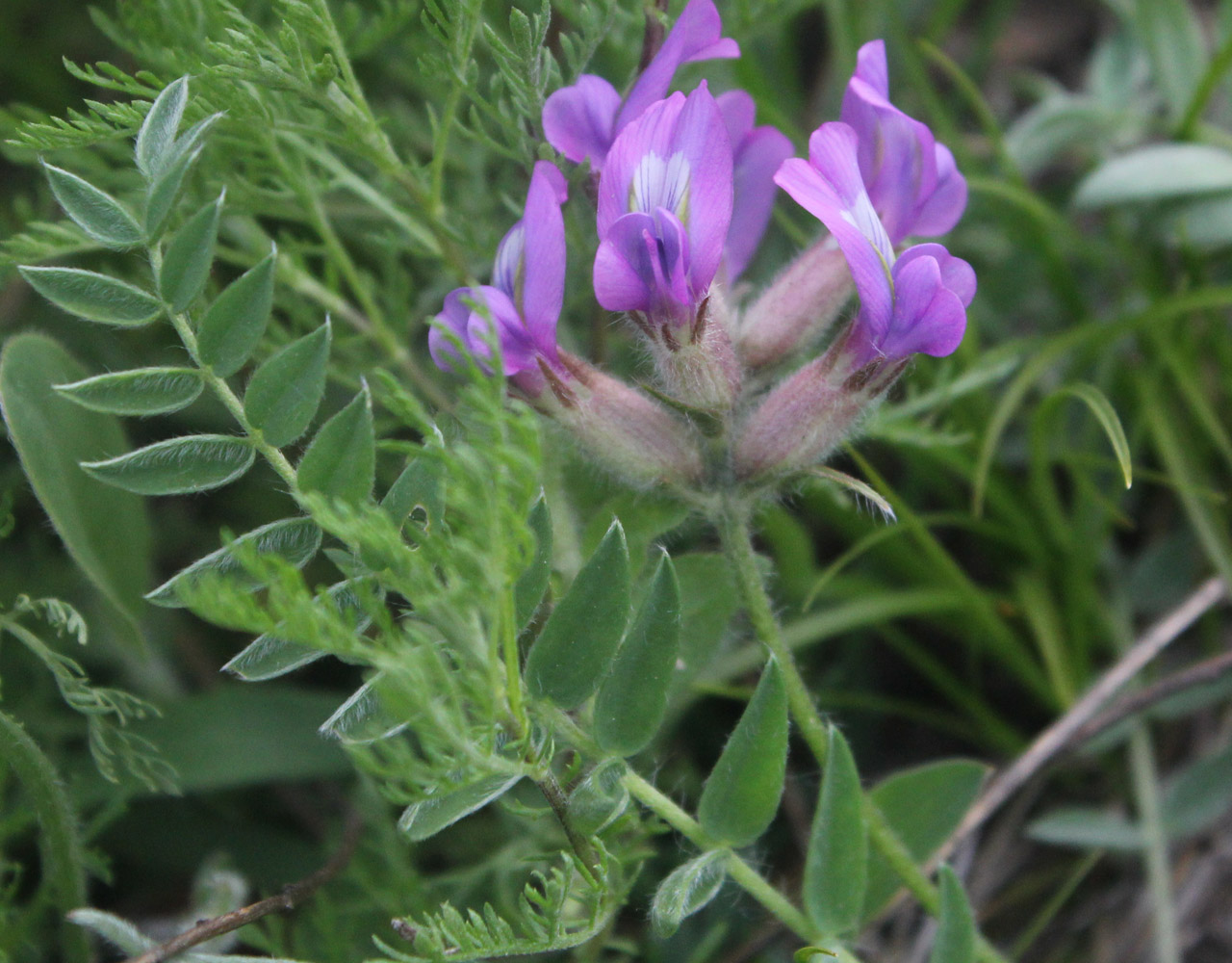 Image of Oxytropis owerinii specimen.