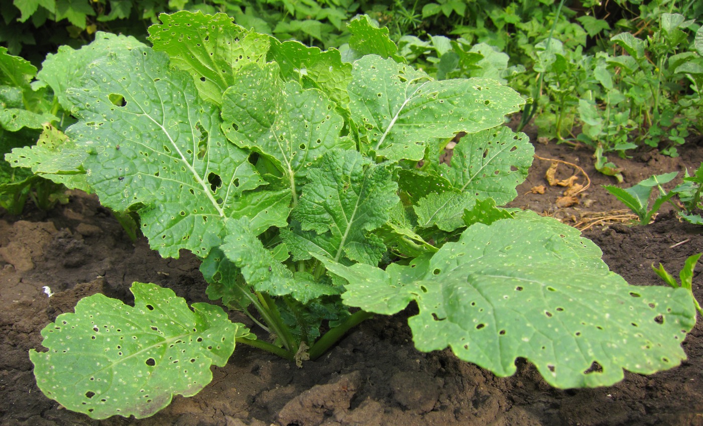 Image of Brassica rapa specimen.