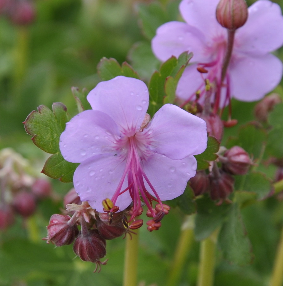 Image of Geranium macrorrhizum specimen.