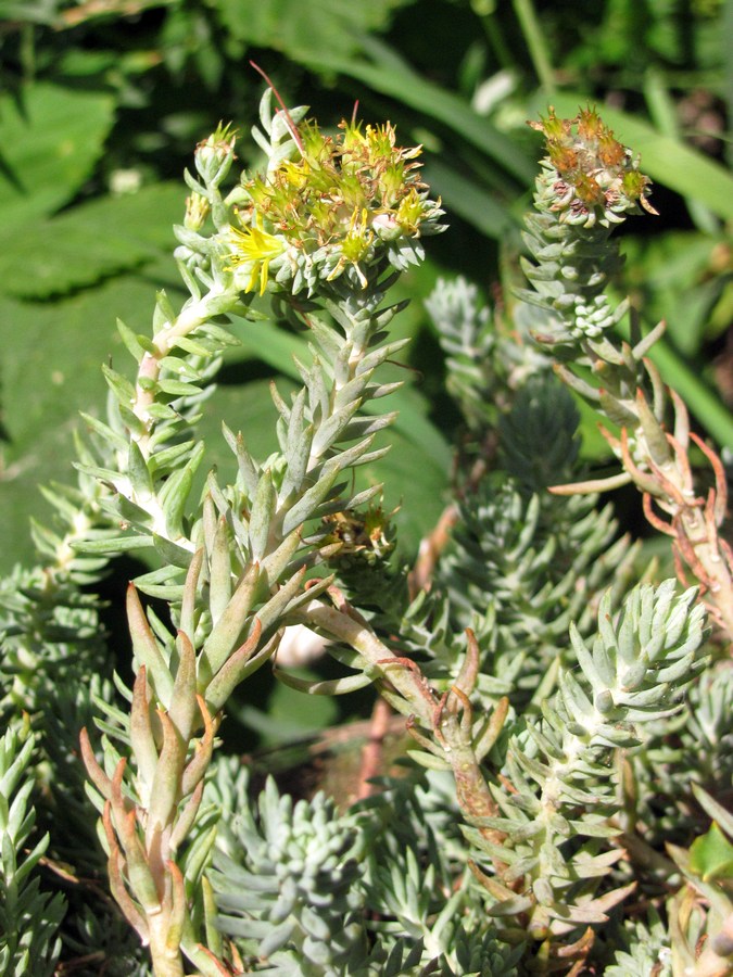 Image of Sedum reflexum specimen.