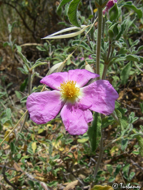 Image of Cistus tauricus specimen.