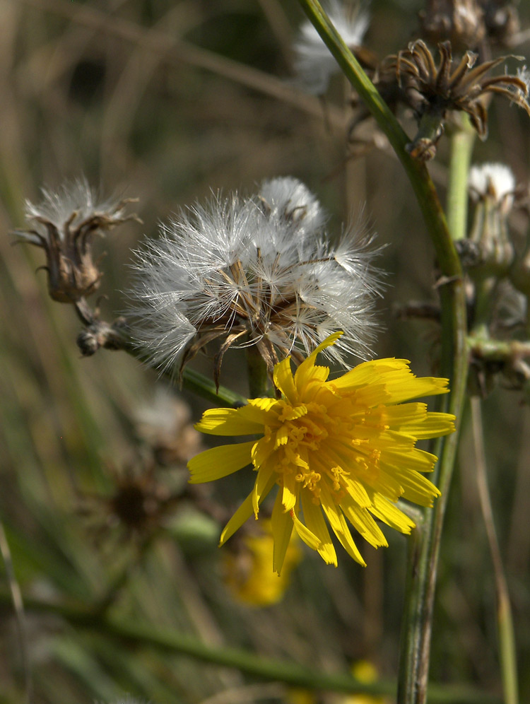 Изображение особи Crepis pannonica.