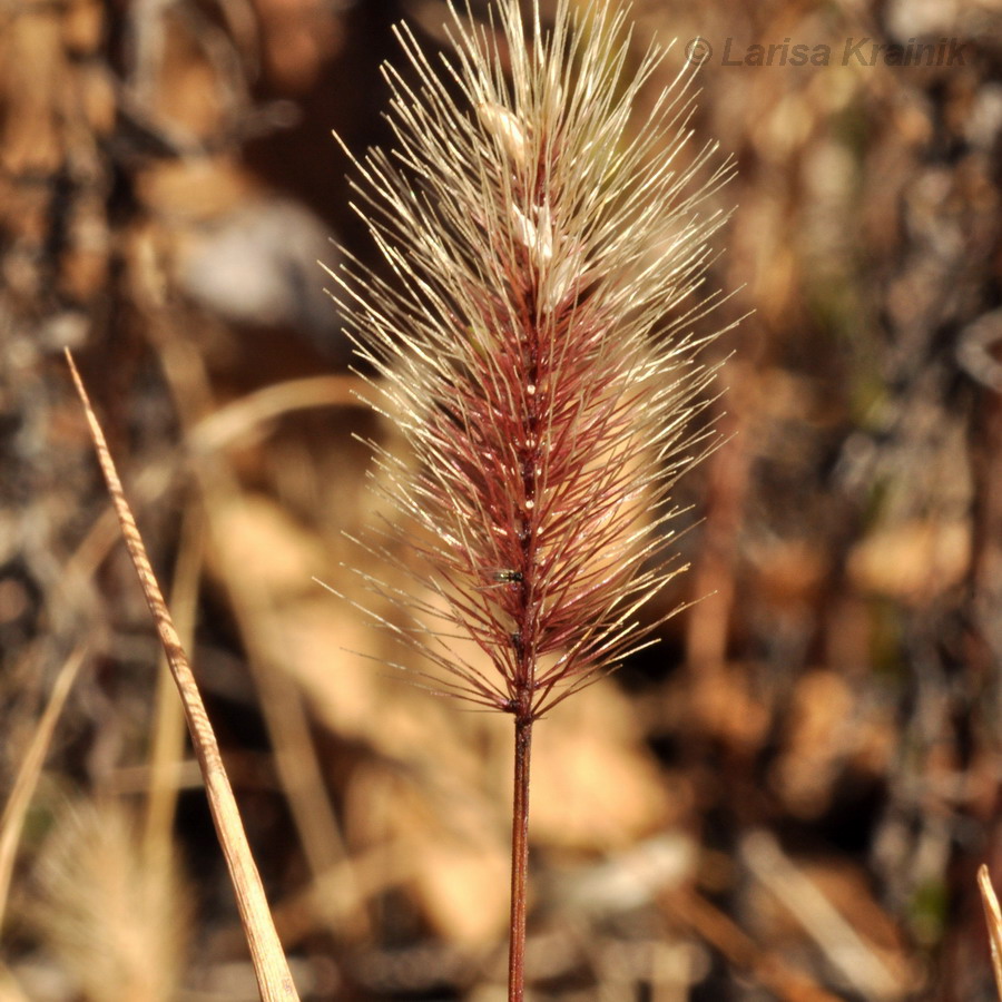 Image of genus Setaria specimen.