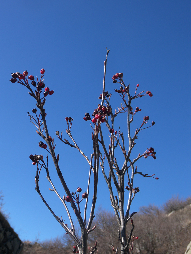 Изображение особи Sorbus caucasica.