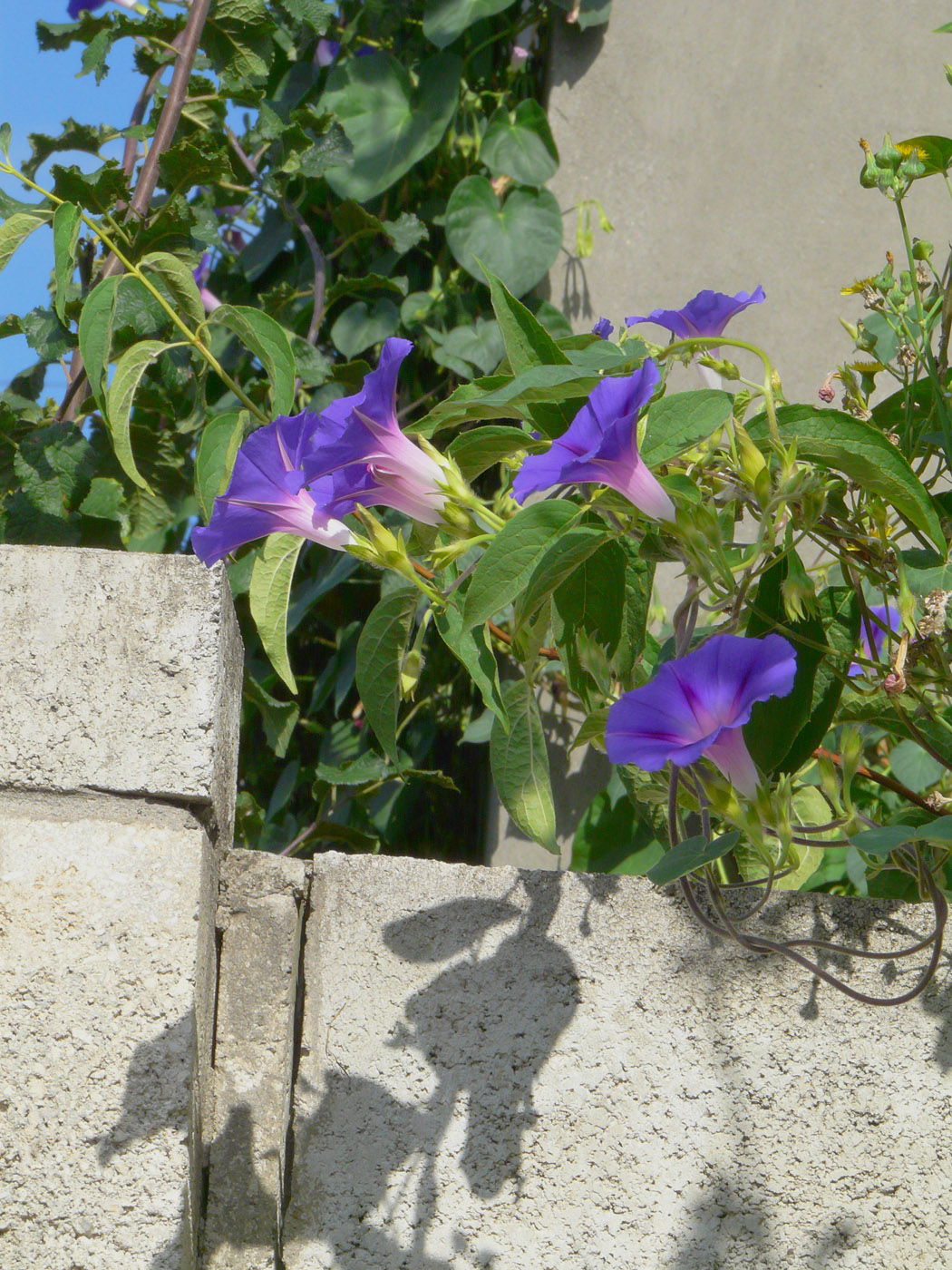 Image of Ipomoea purpurea specimen.