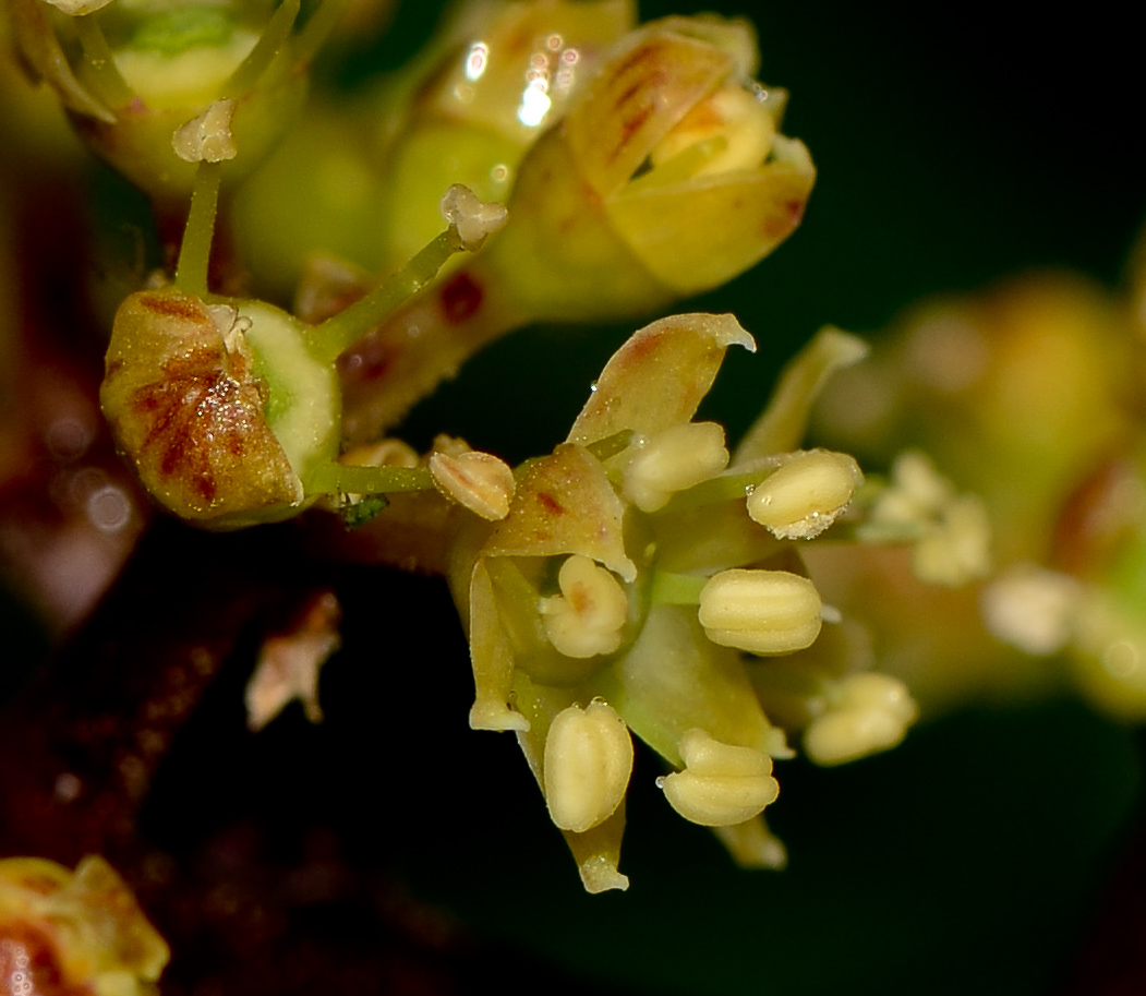 Image of Heptapleurum arboricola specimen.